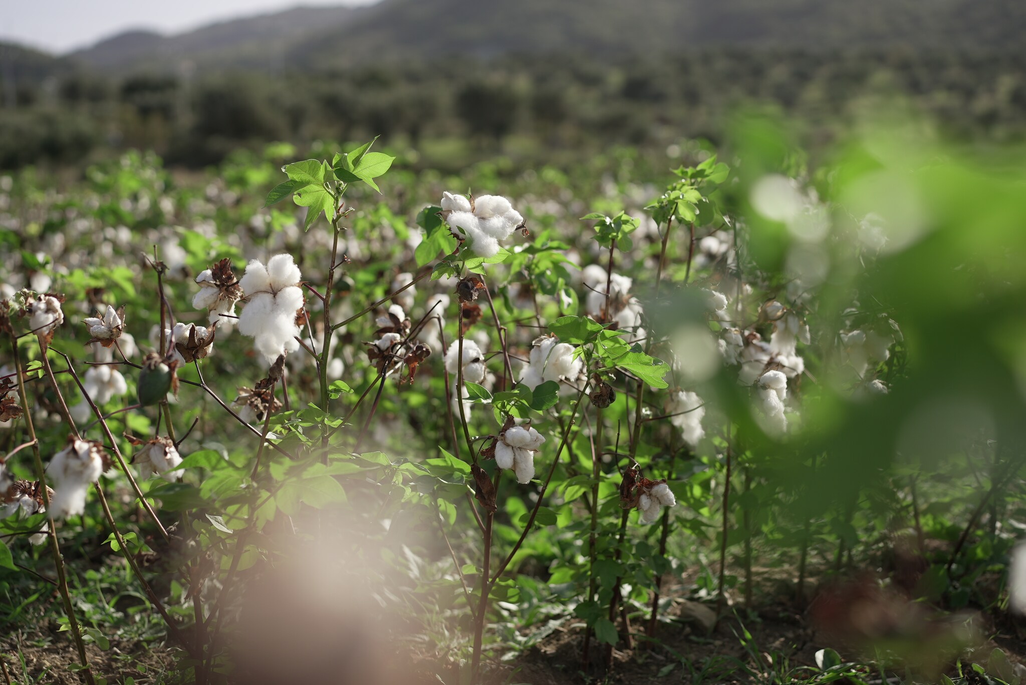 Con Sofine la Sicilia vuole tornare a essere capitale mediterranea (e sostenibile) del cotone